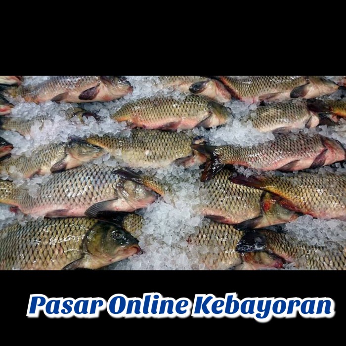 

Ikan Mas Segar -