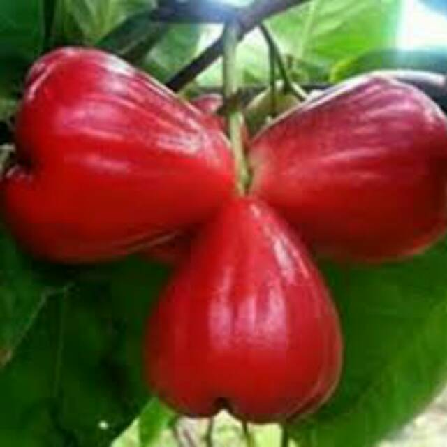 Bibit Jambu Air Red Taiwan Okulasi (Jaminan Original)