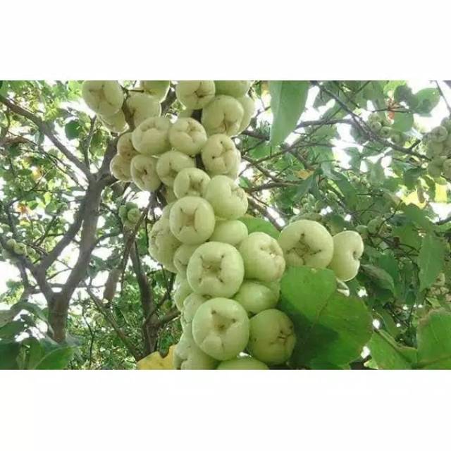 Tanaman jambu air camplong