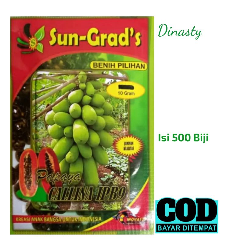 Bibit Pepaya Calina IPB9 Sund Grads Isi 500 Butir Benih Pepaya California Bibit Pepaya Callina IPB9 
