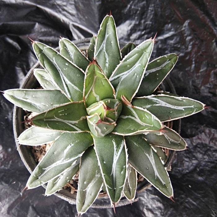 tanaman agave victoria reginae hias