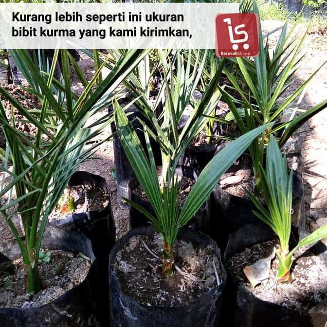 hrv Bibit Kurma Kultur Jaringan / Bibit Pohon Kurma Super r3brn