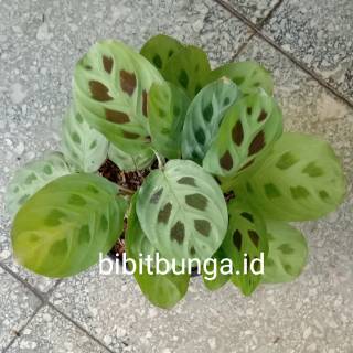  Calathea  levonero  kalatea bibit tanaman hias bunga 