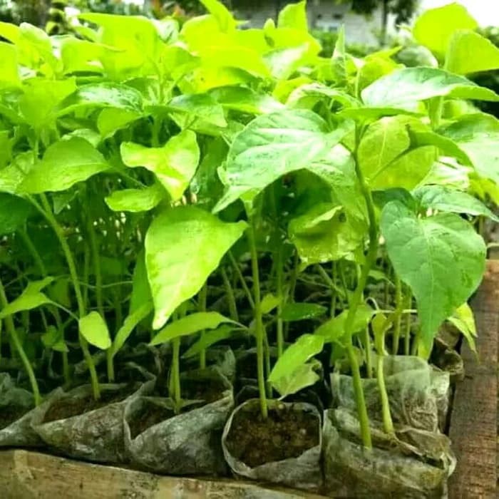 Bibit cabe rawit putih