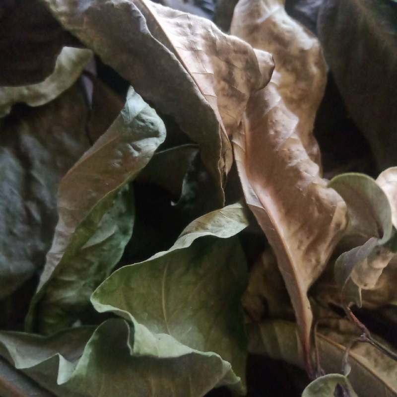 

daun salam koja kering
