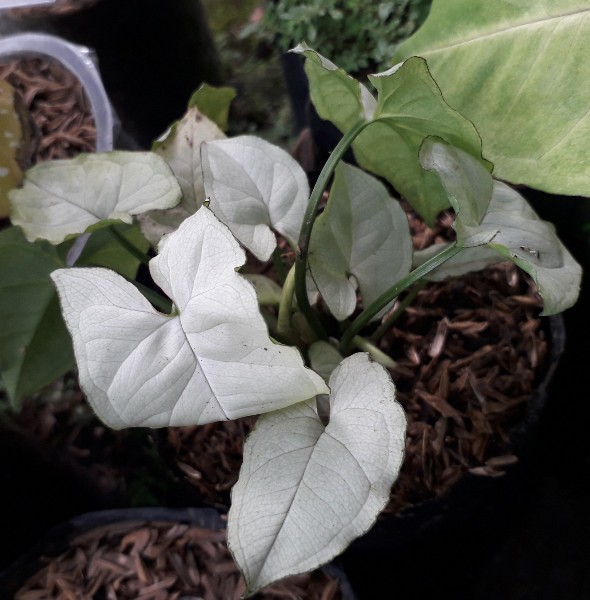 Tanaman Hias Syngonium Salju