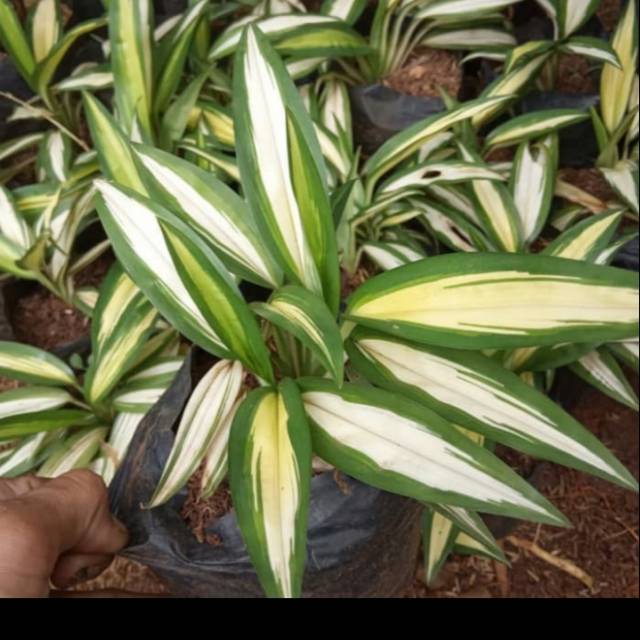 Pohon Lili Paris Hawai Daun Besar