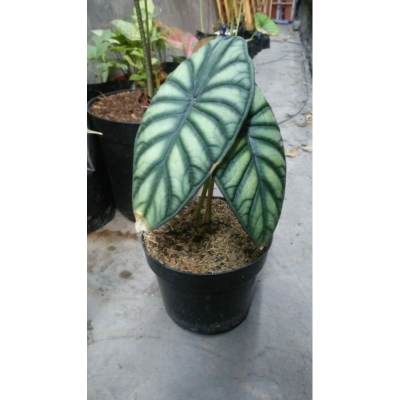 Alocasia Dragon Scale