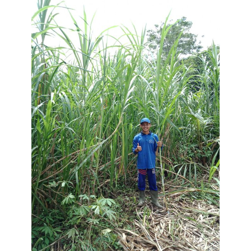 Bibit rumput gama umami 500stek