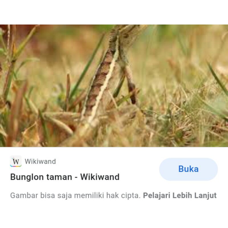 kadal kebun/calotes garden lizard