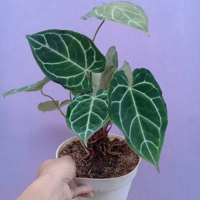 Tanaman hias kuping gajah - tanaman indoor - pohon kuping gajah - keladi kuping gajah - kuping gajah