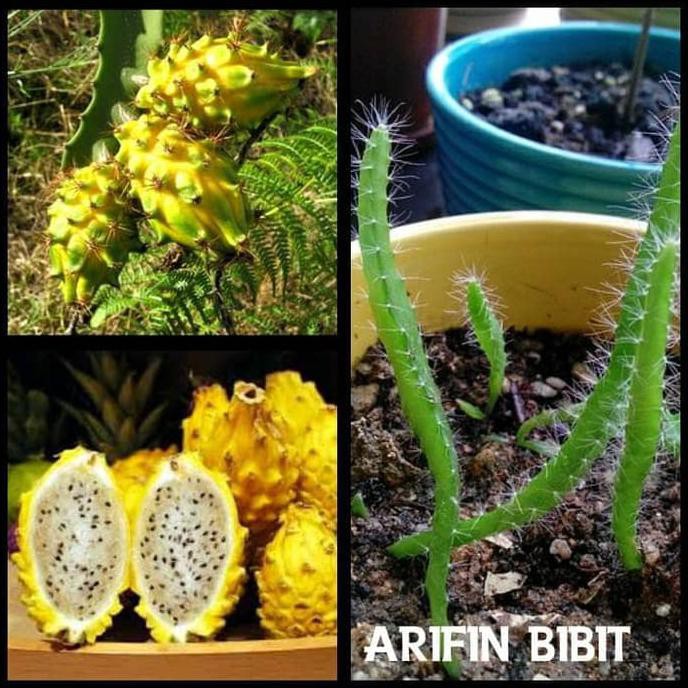 Bibit Buah! Bibit Buah Naga Kuning *_*