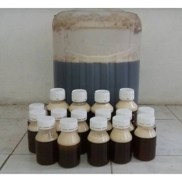 

Madu hutan sumatra asli