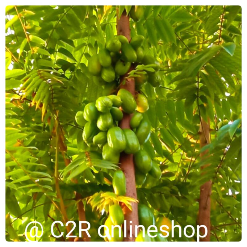 

belimbing wuluh / belimbing sayur / belimbing besi 500 gram
