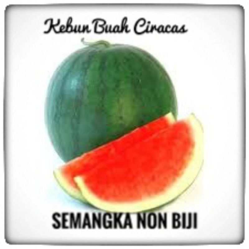 

Buah Semangka Merah Non biji Per kg
