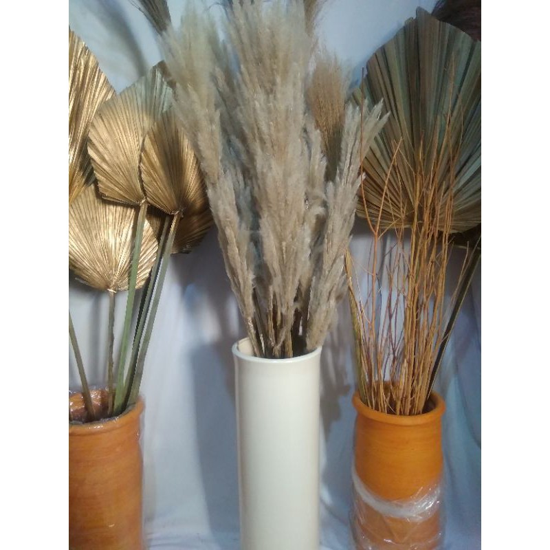 ilalang putih - ilalang kering - ilalang rustic - dried flower - bunga kering