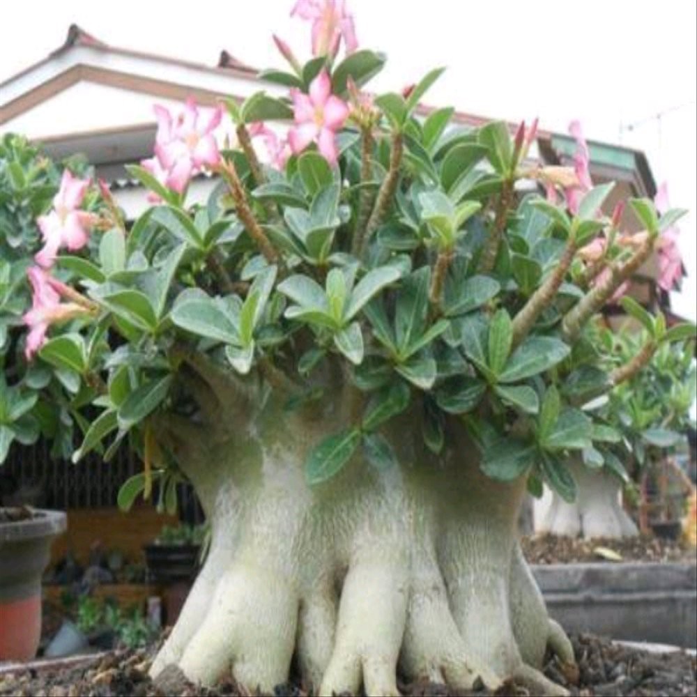 2 Adenium Arabicum Mkmk Pack Of 2 Seeds Shopee Indonesia