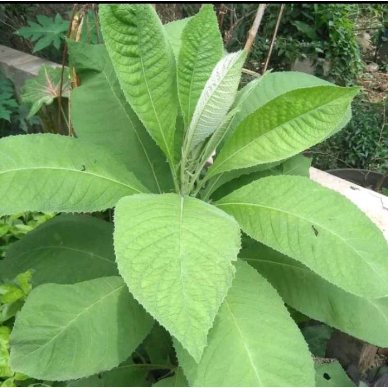 

Daun sembung segar 500gram