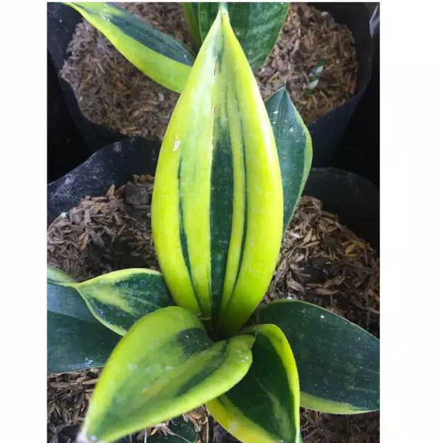 sansivera golden flame - sansivera gold flame