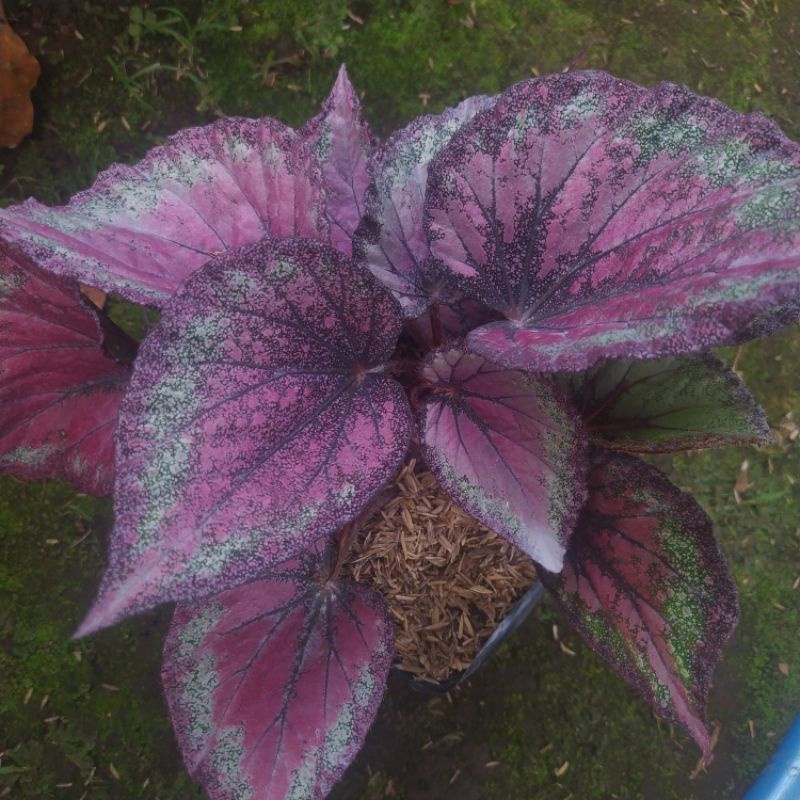 tanaman daun begonia rex pelangi