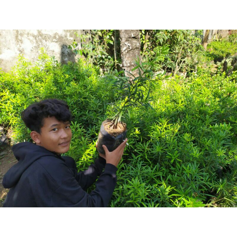 Bibit bonsai lohansung taiwan kapsul