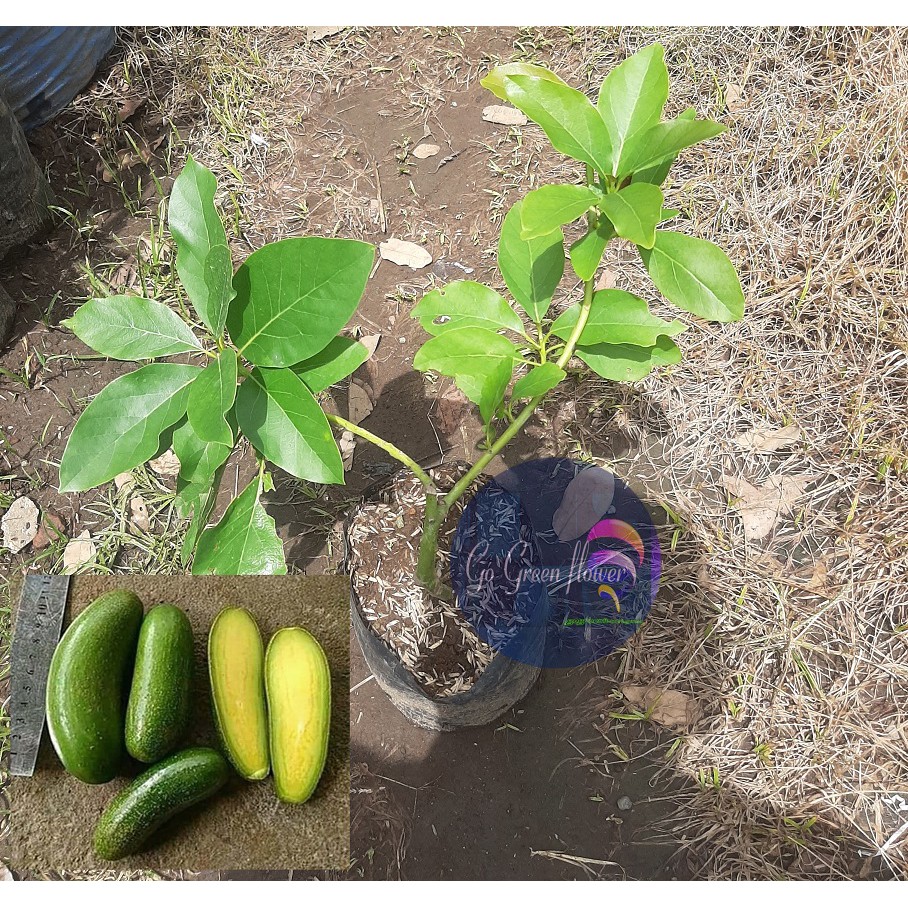 ALPUKAT TANPA BIJI BIBIT TABULAMPOT