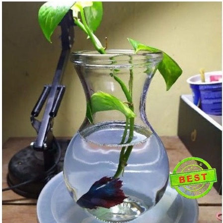 Aquarium mini 500ml cupang / Aquarium ikan cupang / Aquarium ikan guppy / aquascape / Vas Kaca / Vas Bunga / Vas kaca murah