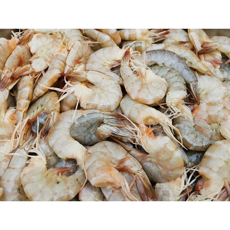 

udang segar