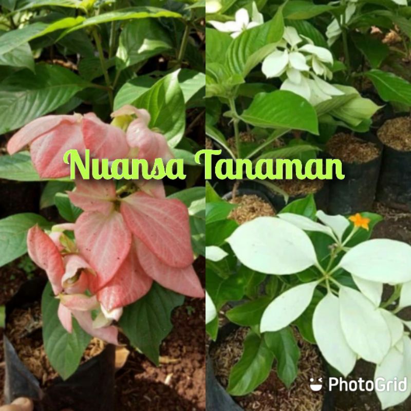 Paket Tanaman Hias Nusa Indah - Tanaman Bunga Nusa Indah