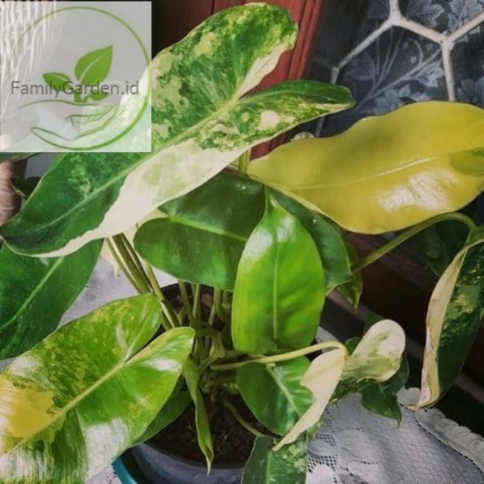 bonggol bibit philodendron burle marx varigata brekele varigata