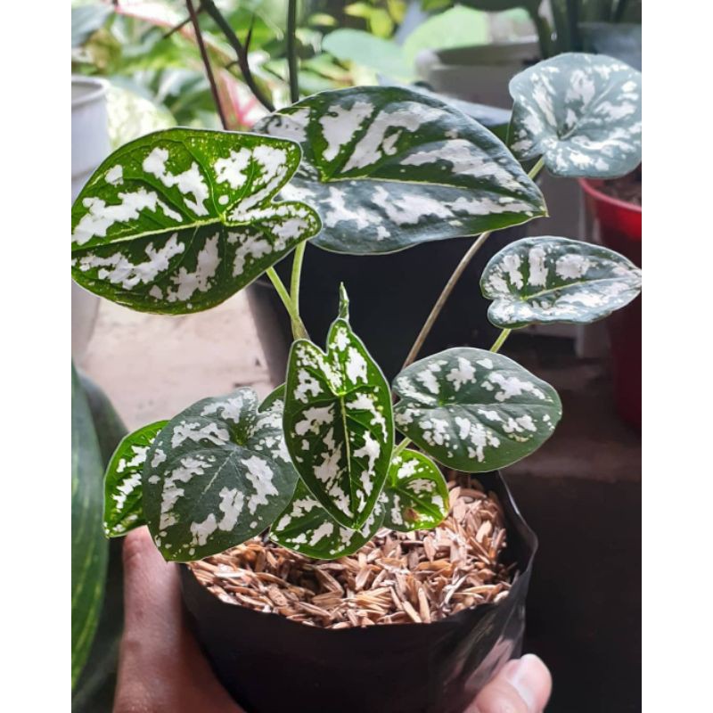 Tanaman Hias Keladi Mutiara - Tanaman keladi mini -keladi mutiara