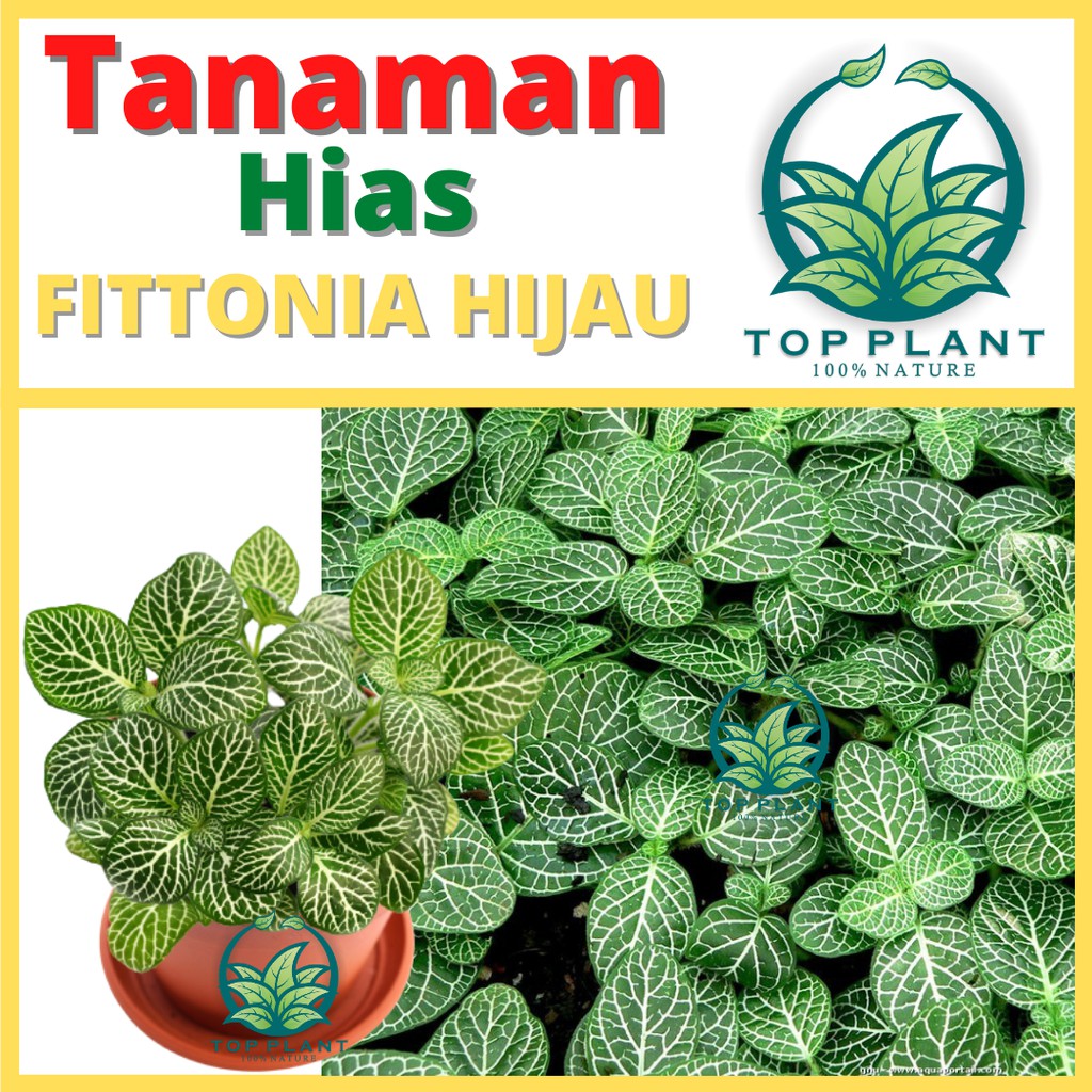 Tanaman Hias Bunga Fittonia hijau (Fittonia albivenis) - Tanaman Hias Bunga Daun Fittonia - Bibit Bu
