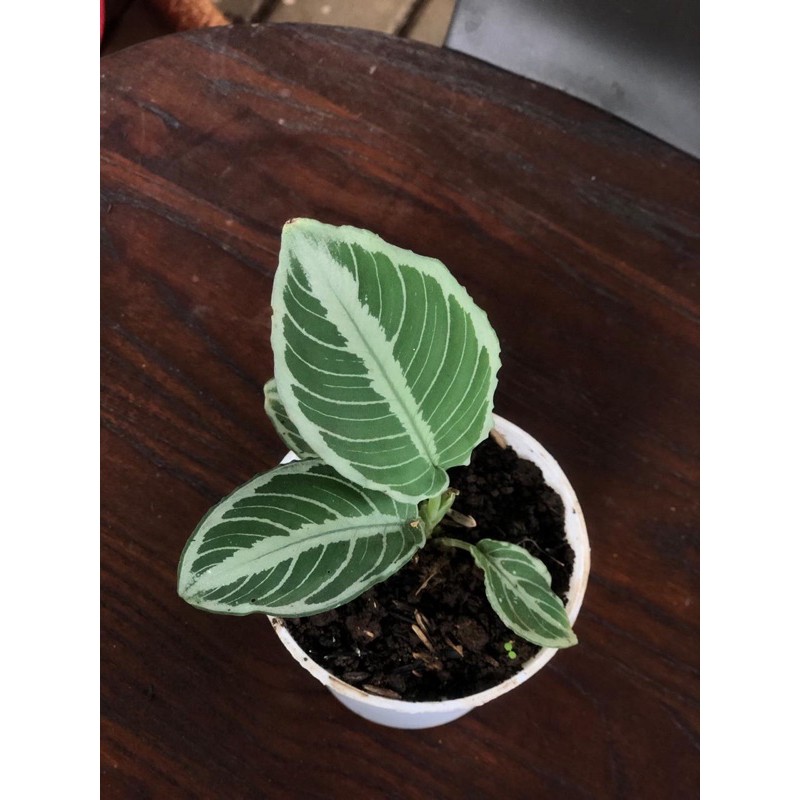 tanaman hias schismatoglottis sp, scindapsus mini , alocasia sp , ficus villosa