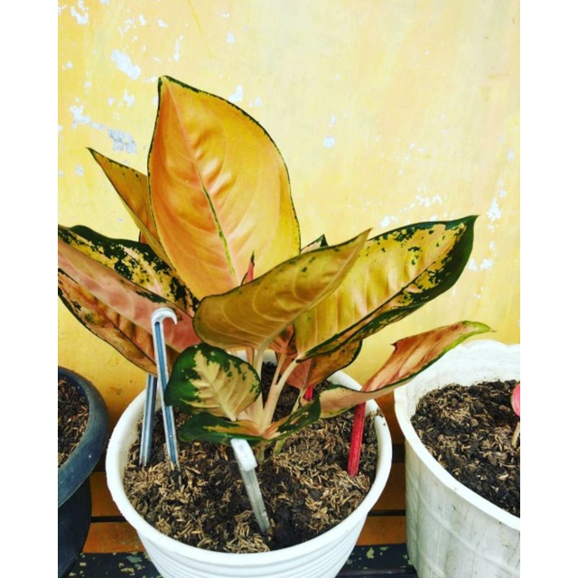 aglonema kocin tembaga