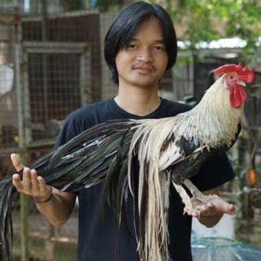 

TELUR AYAM HIAS ONAGADORI EKOR PANJANG FERTIL ASLI UNTUK DITETASKAN