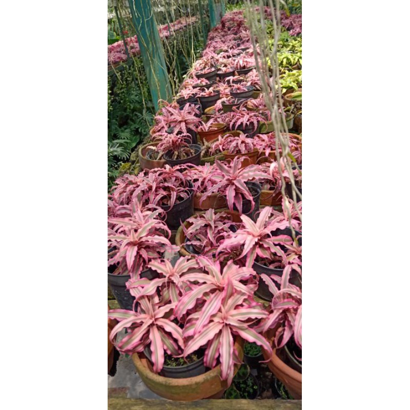 Tanaman Hias Bromelia Mini Pink Unik