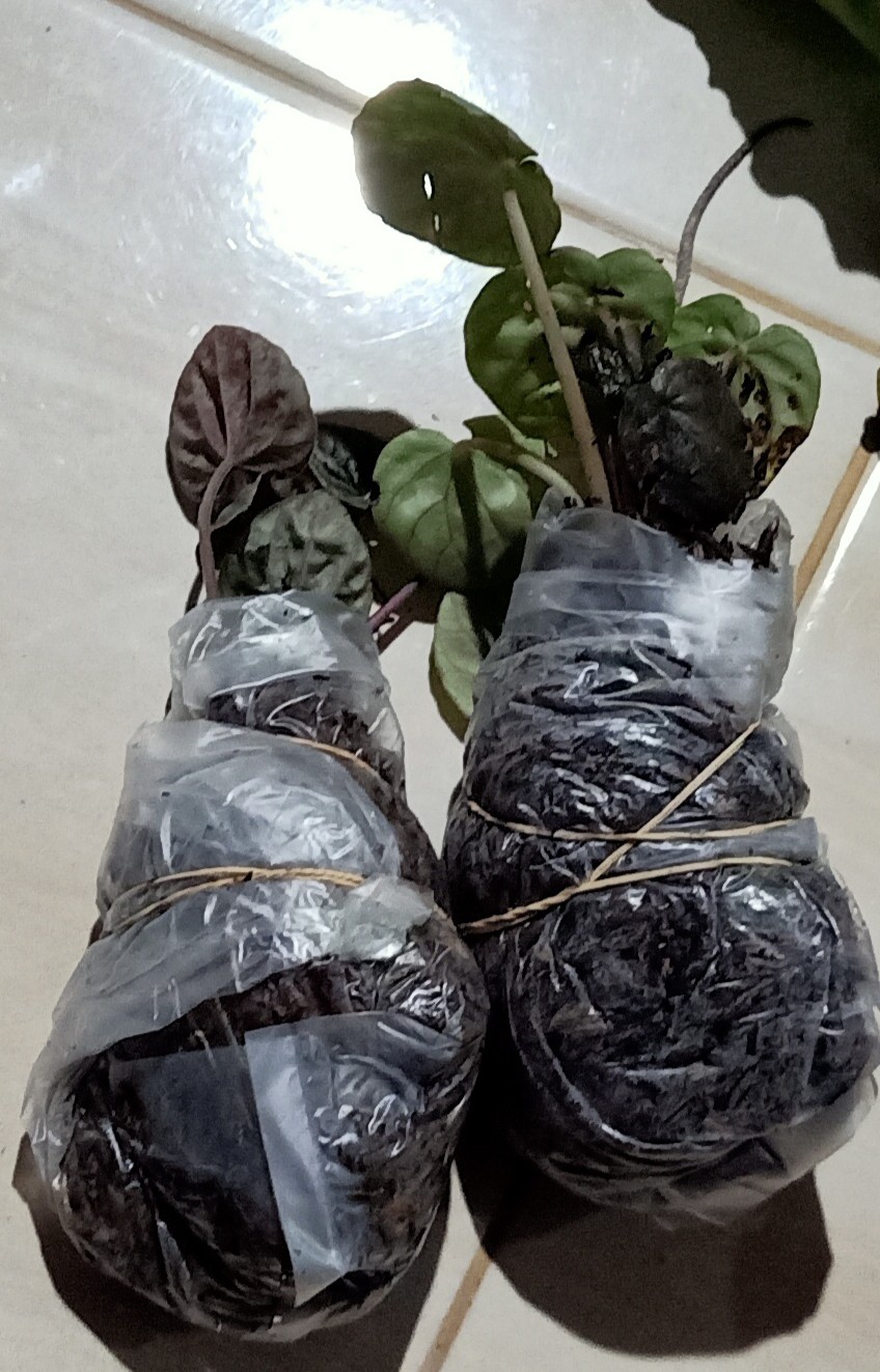 Peperomia Kerut Merah- Peperomia Caperata Red Riple