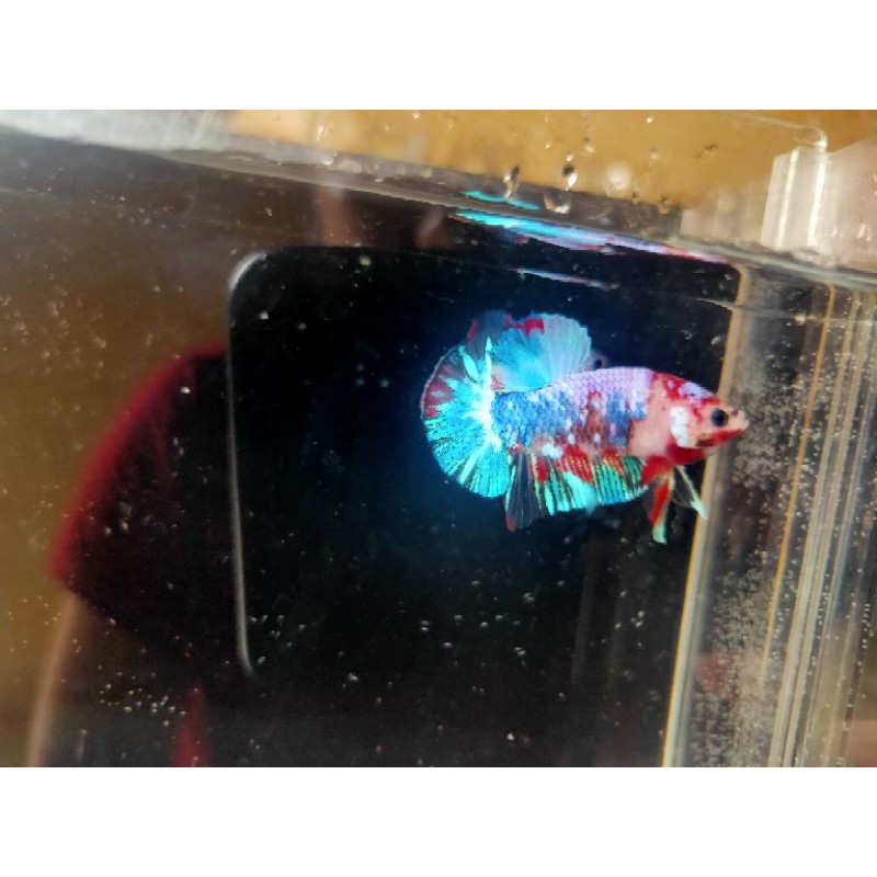 Paket Cupang Multi, Koi & Nemo Galaxy