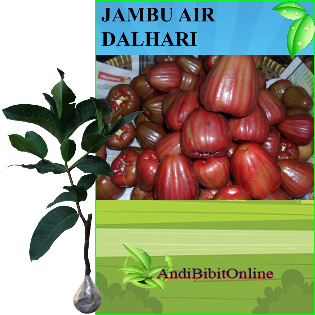 Tanaman Jambu Air Dalhari - Jambu Dalhari