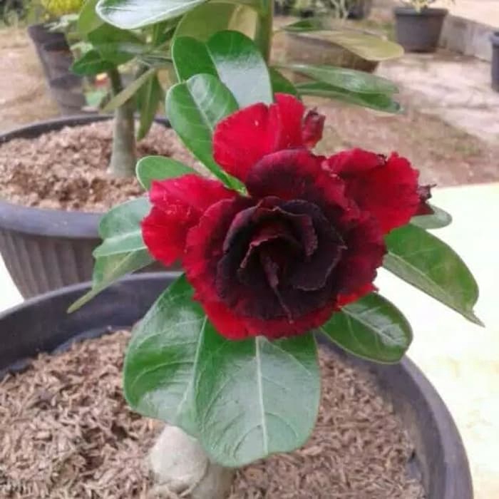 bibit bunga kamboja jepang merah susun