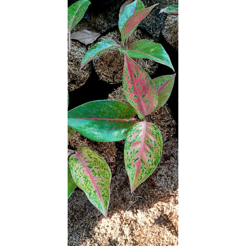 aglaonema big roy