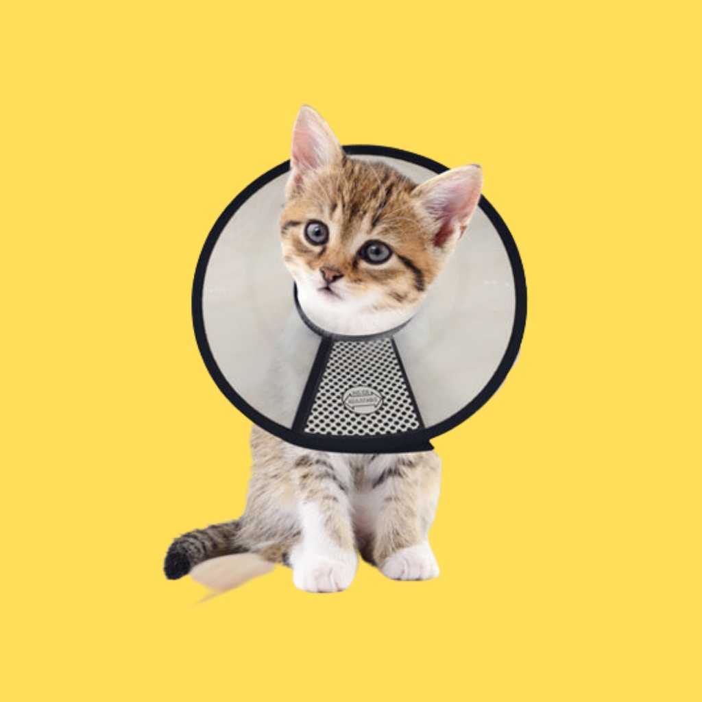 Pelindung leher anjing collar neck corong Kucing cone leher Hewan collarneck