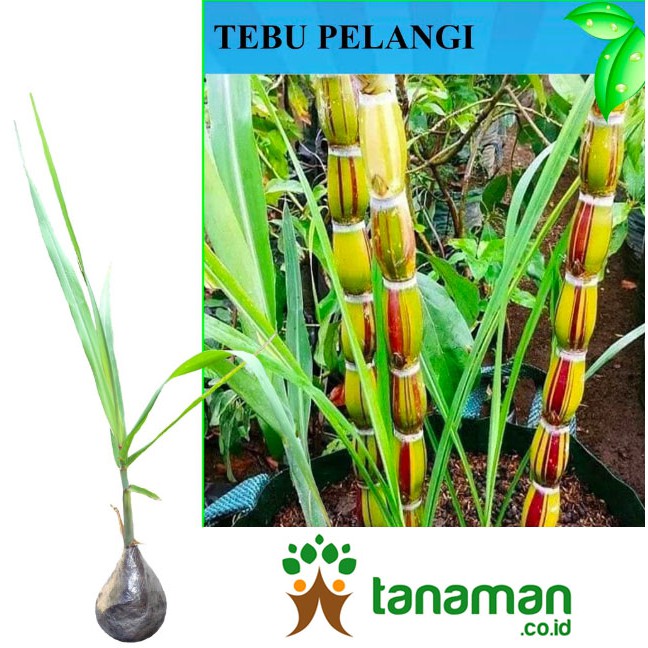 Bibit Tanaman Tebu Pelangi