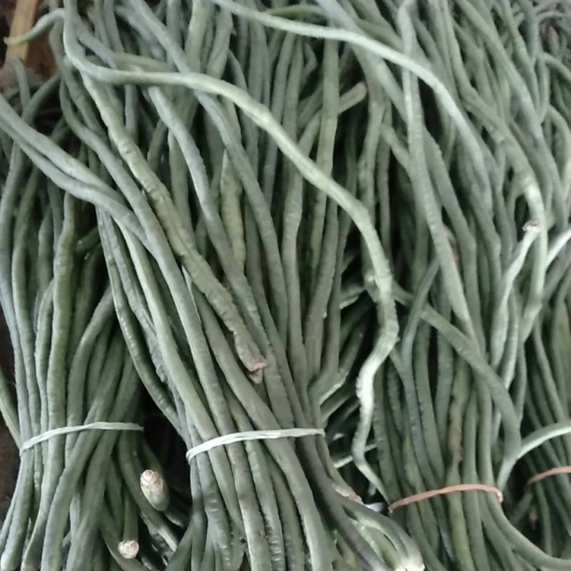

Kacang panjang segar