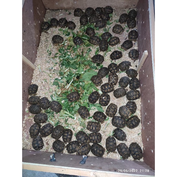 pardalis ukuran 8-9cm