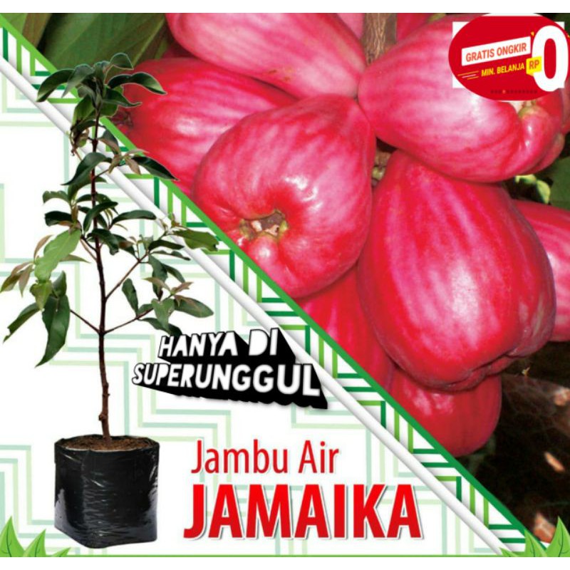 Bibit jambu jamaica terlaris