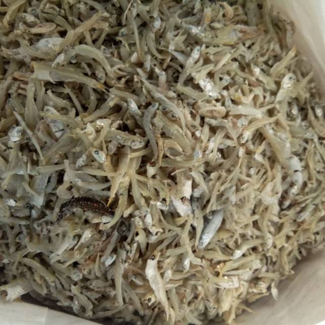 

Teri medan 3