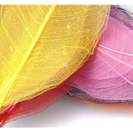 Colorful Dry Leaf Skeleton - Kerangka Daun Kering 4-6cm (10pcs)