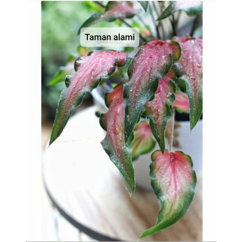 tanaman hias keladi keris - caladium keris