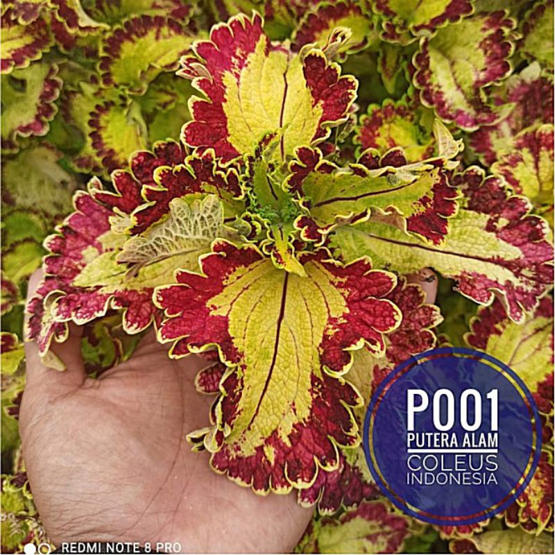 Miana id Arjuna/Miana premium/